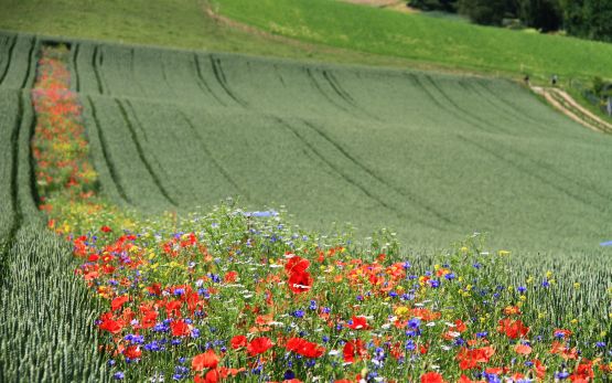 2020 fleurs